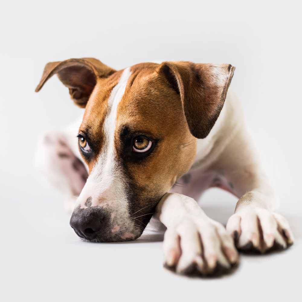 Tellington TTouch für ängstliche und gestresste Hunde - der Online Kurs
