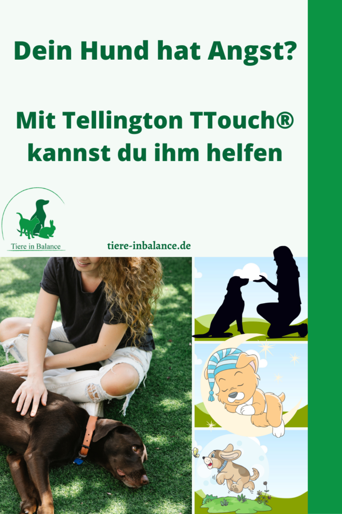 Angst und Panik beim Tierschutzhund